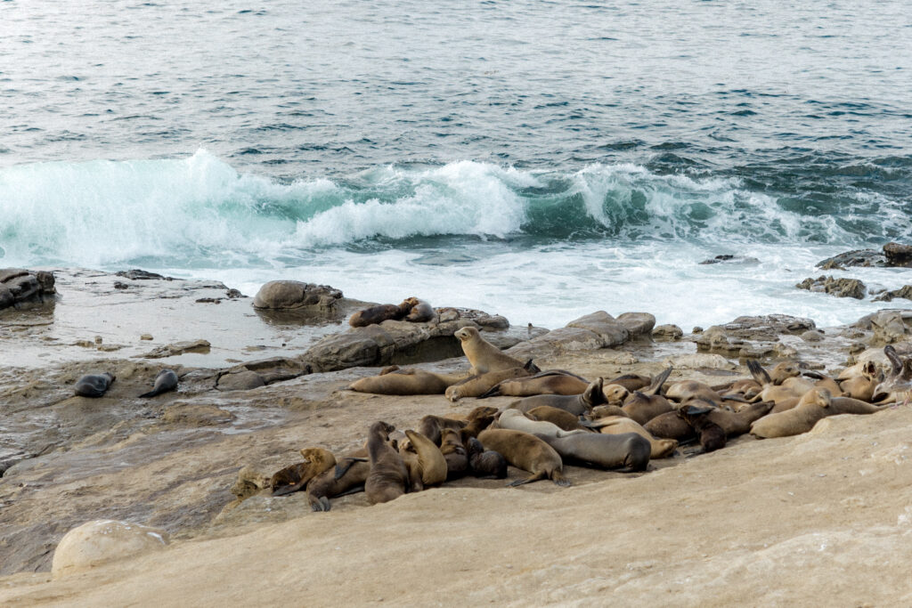 Historic Darlington House Wedding Venue in La Jolla