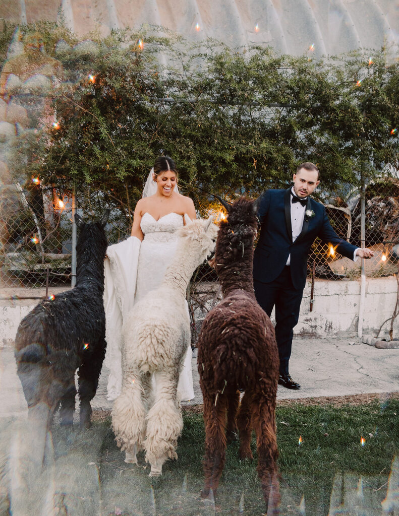 fun bridal portraits at their dream wedding day
